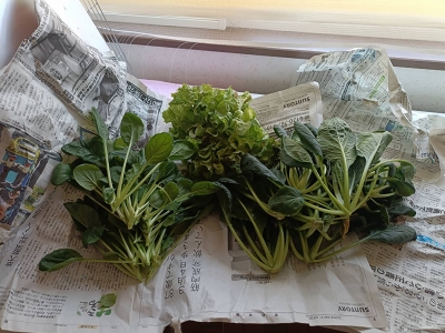 収穫物20250817-1