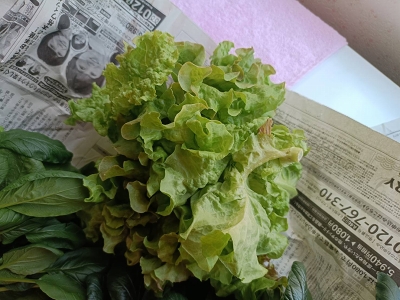 収穫物20250817-2