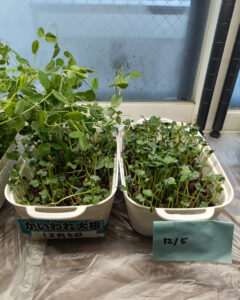 カイワレ大根修正画像