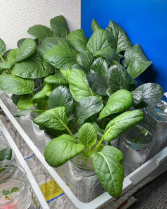 小松菜修正画像1