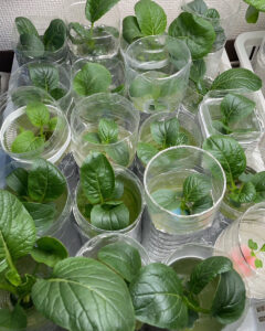 小松菜修正画像2